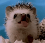 landak, gif landak, landak menguap, the little hedgehog, lovely hedgehog gif