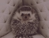 hedgehog-hedgehog, hedgehog carino, riccio divertente, hedgehog nano, hedgehog nano africano