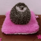 hedgehog-hedgehog, riccio grasso, giocattoli di hedgehog, riccio divertente, piccolo porcospino