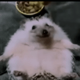 hedgehog carino, riccio grasso, riccio divertente, hedgehog soddisfatto, riccio molto grasso
