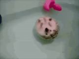 varne il riccio, gif di hedgehog, vasca da bagno hedgehog, i ricci nuotano, l'animale più carino