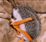 hedgehog, sleeping hedgehog, animals are cute, a cheerful animal, interesting animals
