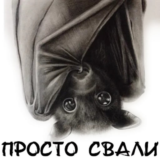 bat mouse, bat mouse, sweet bat, fyodor is a bat, kondrat bat