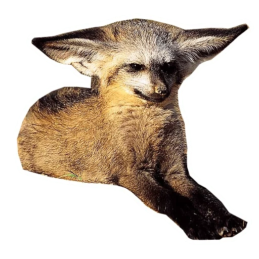 long-eared fox, big-eared fox, african big-eared fox, ear fox otocyon megalotis, big-eared fox otocyon megalotis