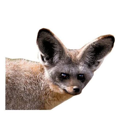 rubah bertelinga panjang, long ear fox, big ear fox, big ear fox, big ear fox