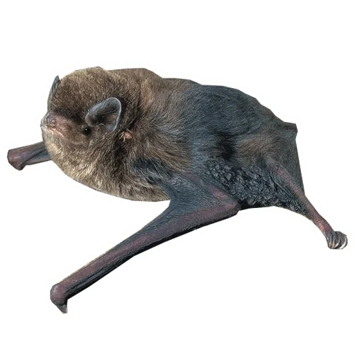 murciélago, el murciélago se sienta, el murciélago es pequeño, ratón gigante de murciélago, vespertilio de cuero de dos colores murinus linnaeus 1758
