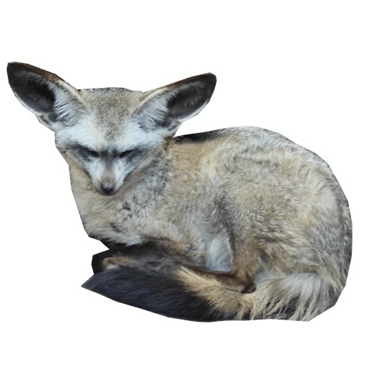 raposa de orelha longa, raposa de orelha grande, raposa de orelha grande, raposa de canna de orelha grande, big earl fox otocyon megalotis