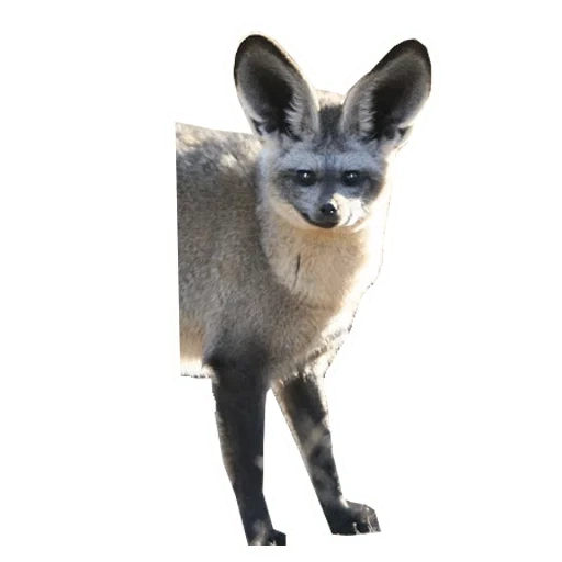 animals are cute, big-eared fox, big-eared fox, big-eared canna fox, african big-eared fox