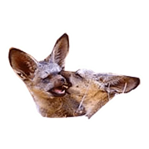 gato, persa, grande morcego, cão fengtou, morcego de coluna colunar em forma de bastonete corynorhinus rafinesquii