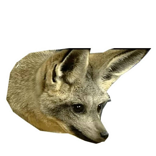 raposa de orelha longa, animal fofo, raposa de orelha grande, raposa de orelha grande, raposa de orelha grande africana