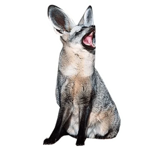 a lovely animal, big-eared fox, big-eared canna fox, kruger big ear fox, big-eared fox