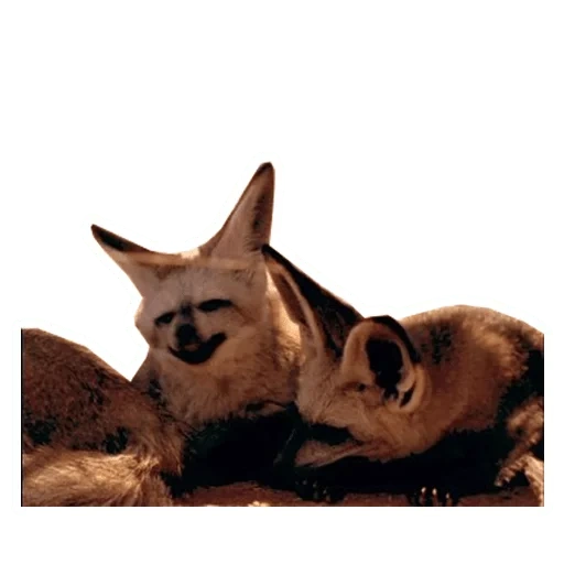 the fox, fenock, the fox, fenek fox, niedliche tiere