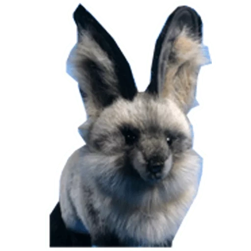 rabbit, rex rabbit, angora rabbit, english angora rabbit, english angora rabbit is cute
