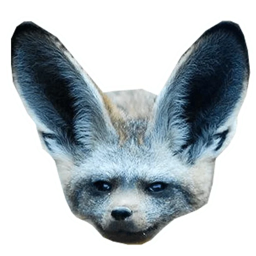 rubah, rubah bertelinga panjang, big ear fox, big ear fox, big ear fox