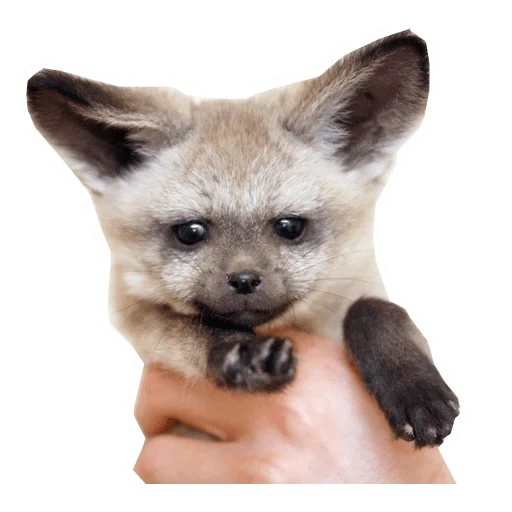 big-eared fox, hanseatic big ear fox, big-eared fox, big-eared fox cub, african big-eared fox