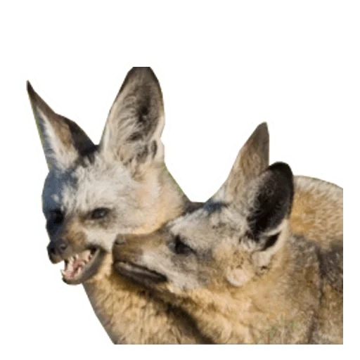 long-eared fox, a lovely animal, big-eared fox, big-eared fox, african big-eared fox