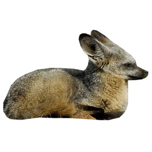 charmant animal, renard à grandes oreilles, mammifères, renard à grandes oreilles, renard hanséatique à grandes oreilles