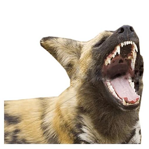 la iena, cane malvagio, iena del cane, la iena, bocca del cane pastore