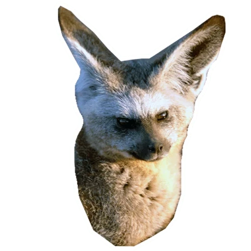 feneck kgm, volpe dalle orecchie lunghe, animali carini, la volpe dalle grandi orecchie, fox canna dalle grandi orecchie