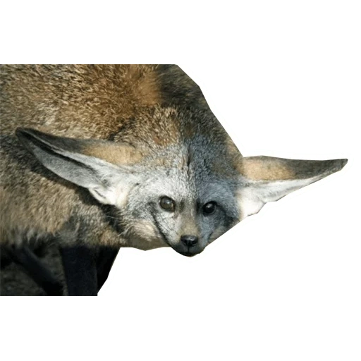 rubah bertelinga panjang, long ear fox, big ear fox, big ear fox, rubah telinga besar afrika