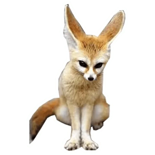 fenek, fox fox, fennec fox, long-eared fox, home fox fenek