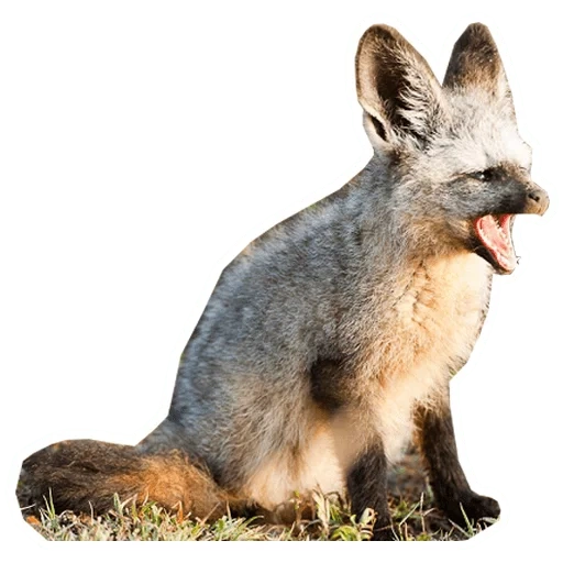 rubah, binatang yang lucu, big ear fox, otocyon megalotis, big ear fox