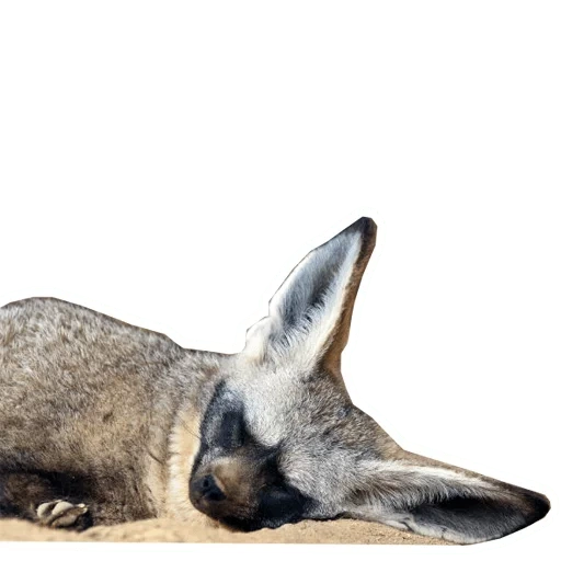 raposa de orelha longa, raposa de orelha grande, buraco de raposa de orelha grande, raposa de canna de orelha grande, raposa de orelha grande