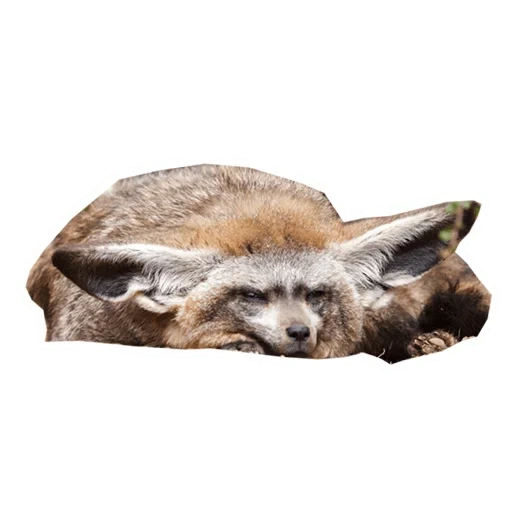 long-eared fox, big-eared fox, african big-eared fox, kalahari big-eared fox, big-eared fox otocyon megalotis
