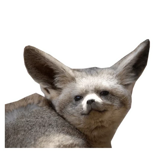 fox wushan, raposa de orelha longa, raposa de orelha grande, raposa de canna de orelha grande, raposa de orelha grande
