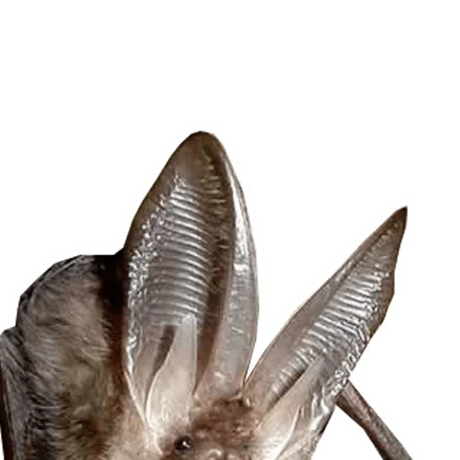 wushan brown, morcego, morcego, orelhas de morcego, morcego de orelha