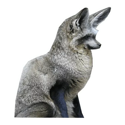 grey fox, a lovely animal, big-eared fox, african big-eared fox, big-eared fox