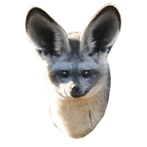 long-eared fox, long-eared fox, a lovely animal, big-eared fox, african big-eared fox