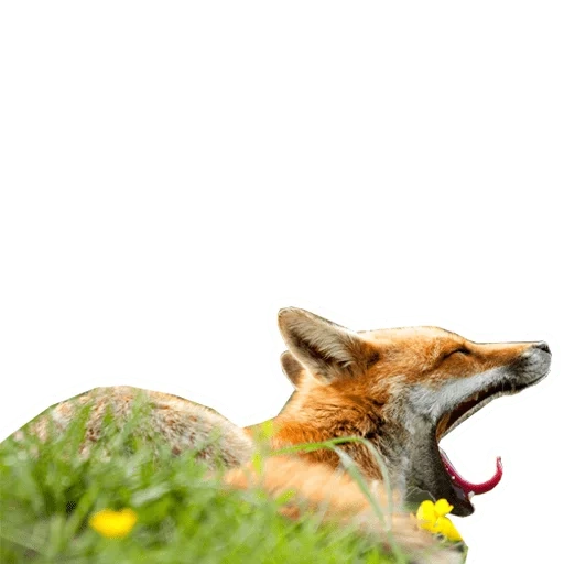 fox, fox, fox fox, the fox screams, a contented fox
