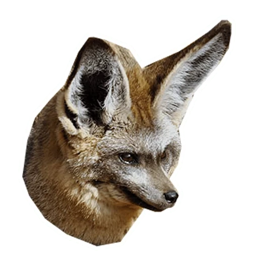 rubah, rubah, rubah bertelinga panjang, long ear fox, big ear fox