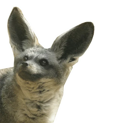 big ear fox, lubang rubah telinga besar, rubah ganna telinga besar, rubah telinga besar afrika, keluarga rubah telinga besar