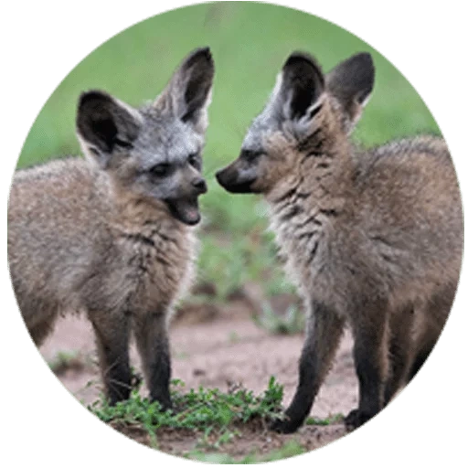 a lovely animal, big-eared fox, big-eared fox cub, african big-eared fox, big-eared fox otocyon megalotis
