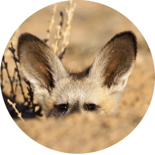 feneck fox, renard à longues oreilles, animal feneck, renard à grandes oreilles, renard à oreilles volantes