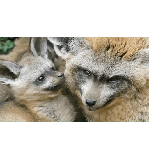 fox, renard à grandes oreilles, renard à grandes oreilles, otocyon megalotis, otocyon megalotis