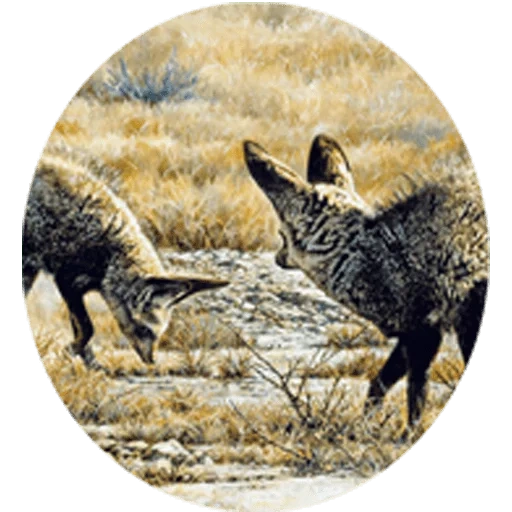 gli animali, lo sciacallo della bestia, lo sciacallo grigio, kruger national park wolf, sciacallo cane dorato