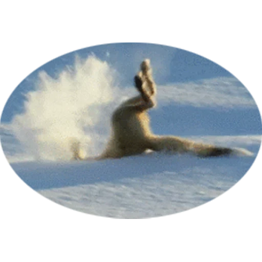 kucing, rubah, tentu saja, fox snorkeling salju, fox menyelam tumpukan salju