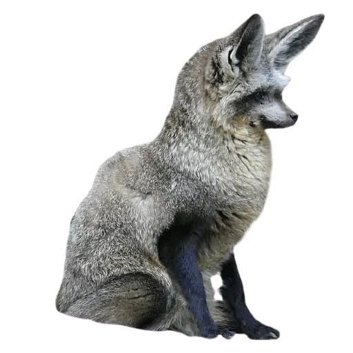 grey fox, a lovely animal, big-eared fox, african big-eared fox, big-eared fox otocyon megalotis