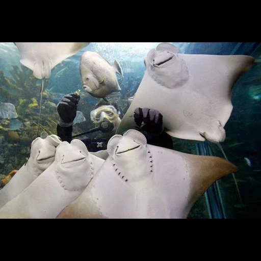 manta ray, скат рыба, forever alone, шутка про ската, улыбающийся скат
