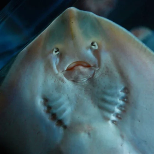 funny, stingray mouth, stingray, the fish slid down from below, stingray sea cat