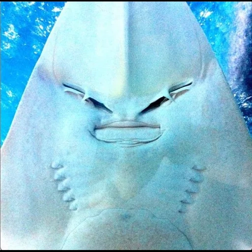 slope, face, funny, manta rays, the stingray's face is smiling