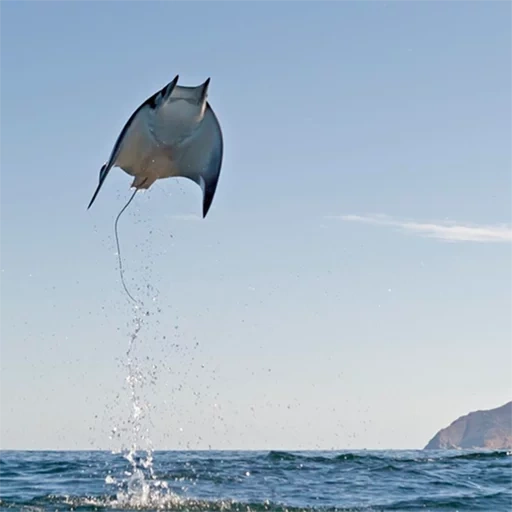 slope, stingray, manta rays, sea stingray, flying inclination