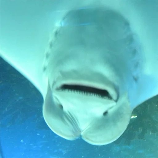 скат, акула, человек, подводный мир, улыбающийся скат