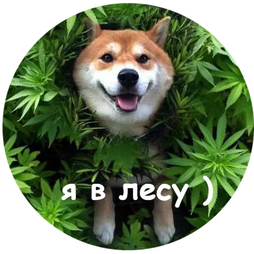 shiba inu, siba inu, shiba inu, funny siba inu, dog smiles of the breed of siba inu