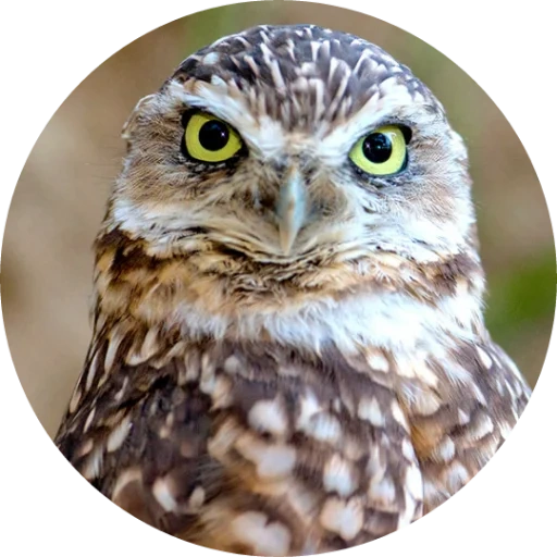 owl, owl, owl owl, owl owl, brown sych eyes