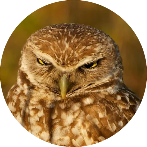 owl, sychi, owl owl, the muzzle of owls, owl owl