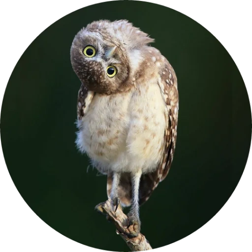 owl, hibou hibou, owl kapsha, owl drôle, petits chouettes domestiques